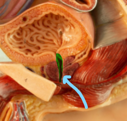 <p>Prostatic Urethra</p>