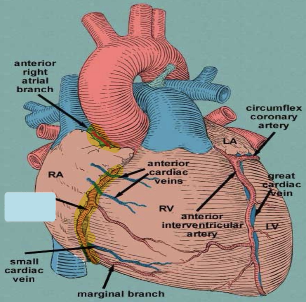<p>Name the covered parts in the following photo</p>