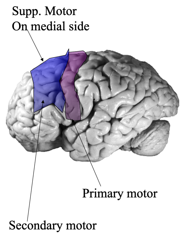 <p>Medial portion of superior frontal gyrus</p>