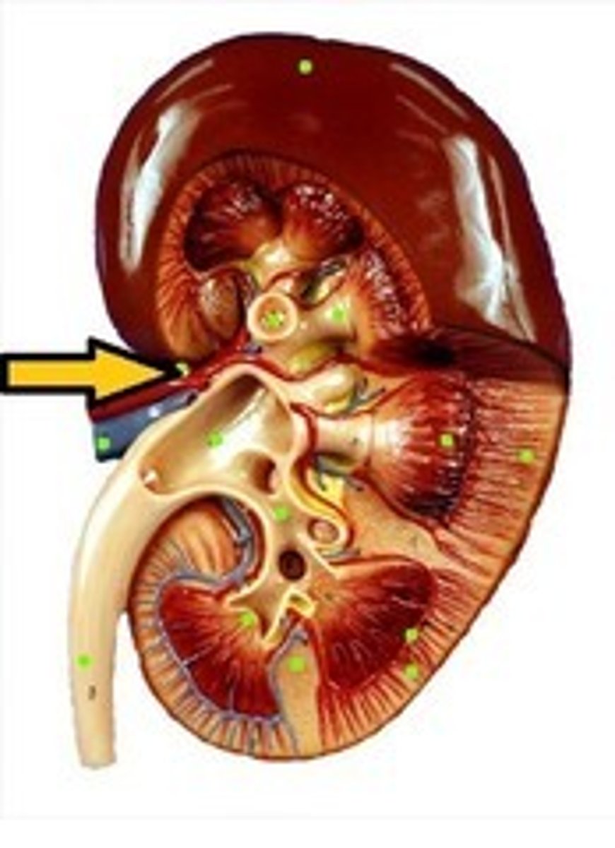 <p>Depression in an organ where blood vessels and nerves enter and leave</p>