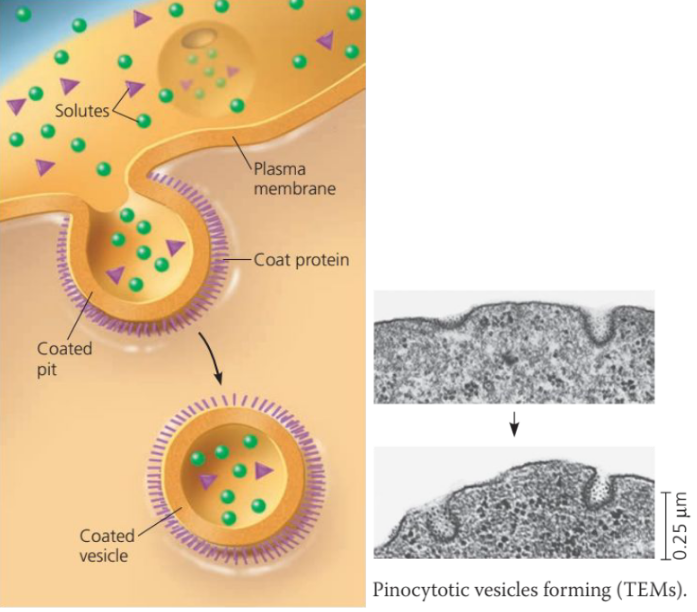 <p>• Also known as cell drinking • This occurs when vesicles form around a liquid or around very small particles.</p>