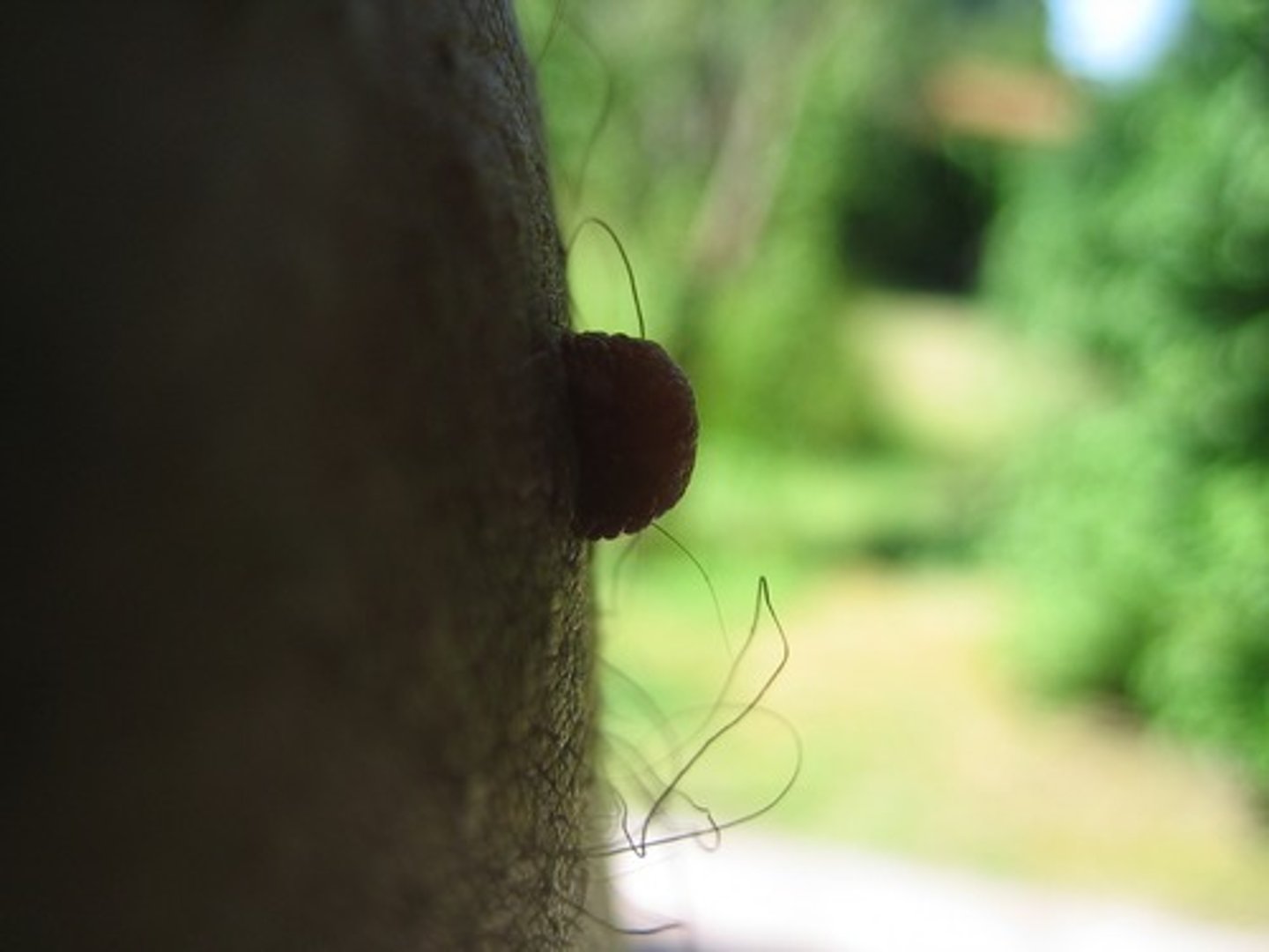 <p>nipple</p>