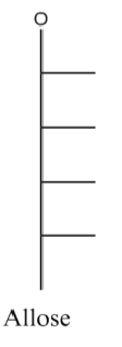 <p>hex- aldose</p><p>R, R, R, R</p>