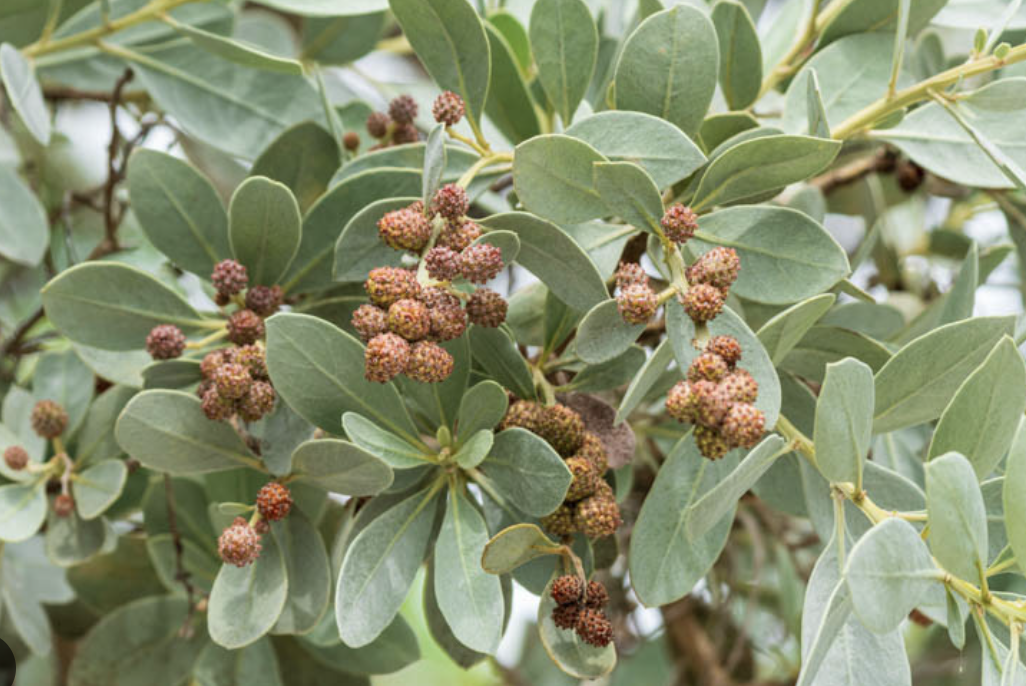 <p>silver buttonwood</p>