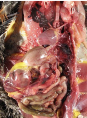 <p>interfere with ability of blood to clot → internal hemorrhage (lungs, intestines, body cavity)</p>