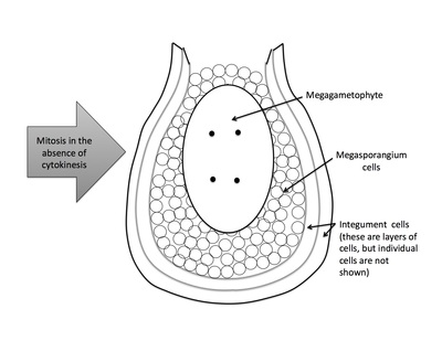 <p>Rank stages of angiosperm seed development</p>