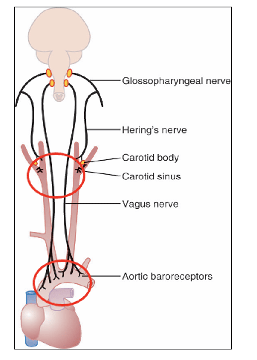 <p>Chemoreceptors are chemosensitive cells sensitive to what? (3)</p>