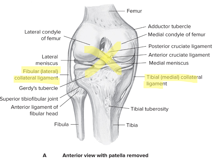 Provide front-to-back stability 

Prevents anterior/posterior displacement 