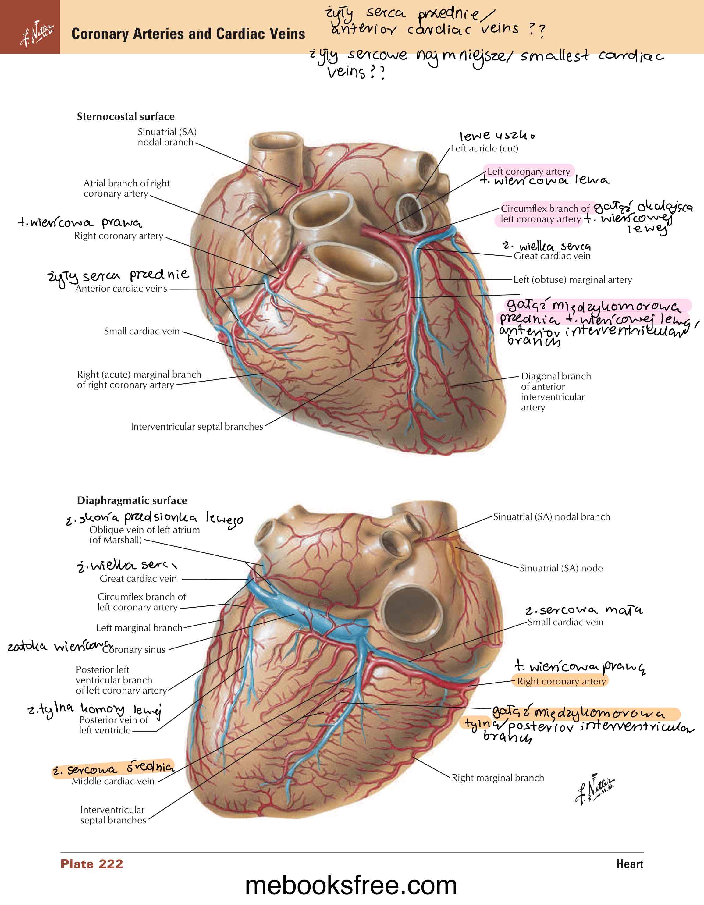 <ul><li><p>żyła sercowa średnia / middle cardiac v.</p></li><li><p>naczynia chłonne</p></li><li><p>gałązki nerwowe splotu sercowego wraz z licznymi komórkami zwojowymi</p></li></ul>