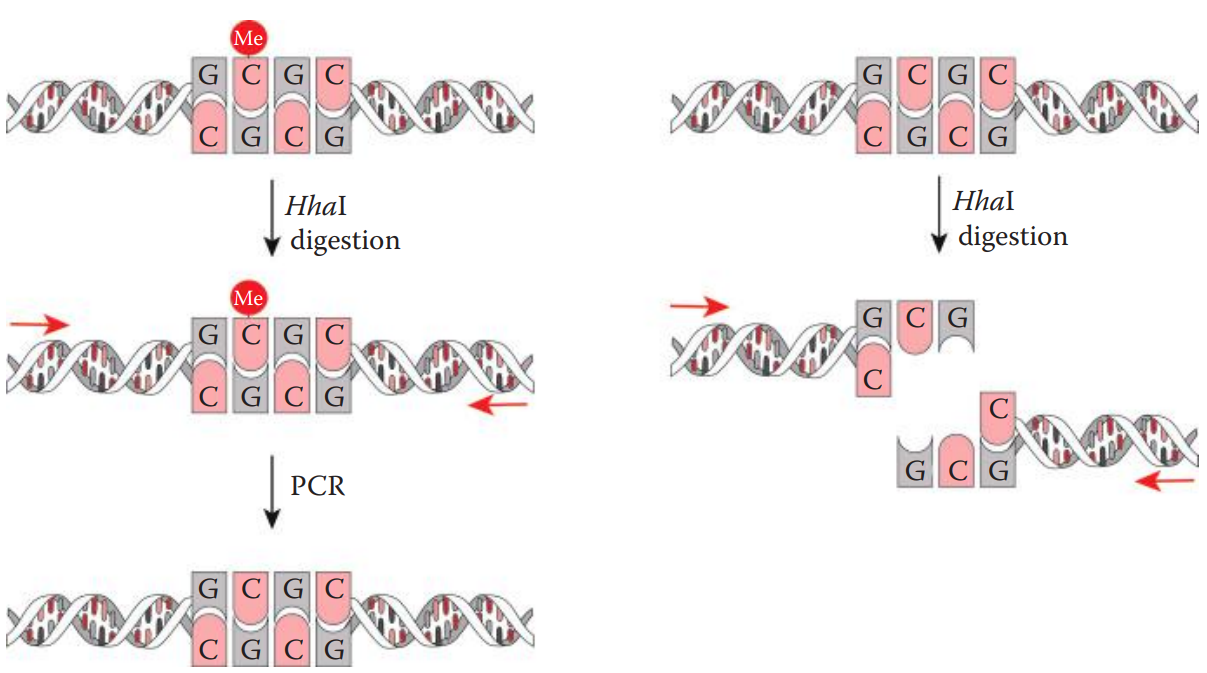 Methylation-sensitive restriction enzyme digestion PCR (MSRE-PCR) for the detection of DNA methylation. 