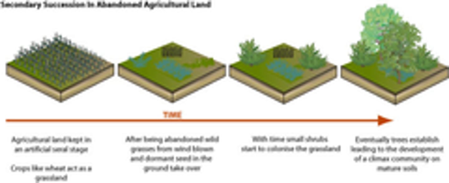 <p>-Where succession begins in an environment that has already been more or less modified by a period of occupancy by living organisms.</p><p>-This is more common, and refers to areas that were previously vegetated.</p><p>-Secondary succession is faster because the soil already has the nutrients and it doesn't have to be recreated.</p><p>-If the soil is still intact, post-disturbance regeneration will be much quicker because the soil is still there.</p>