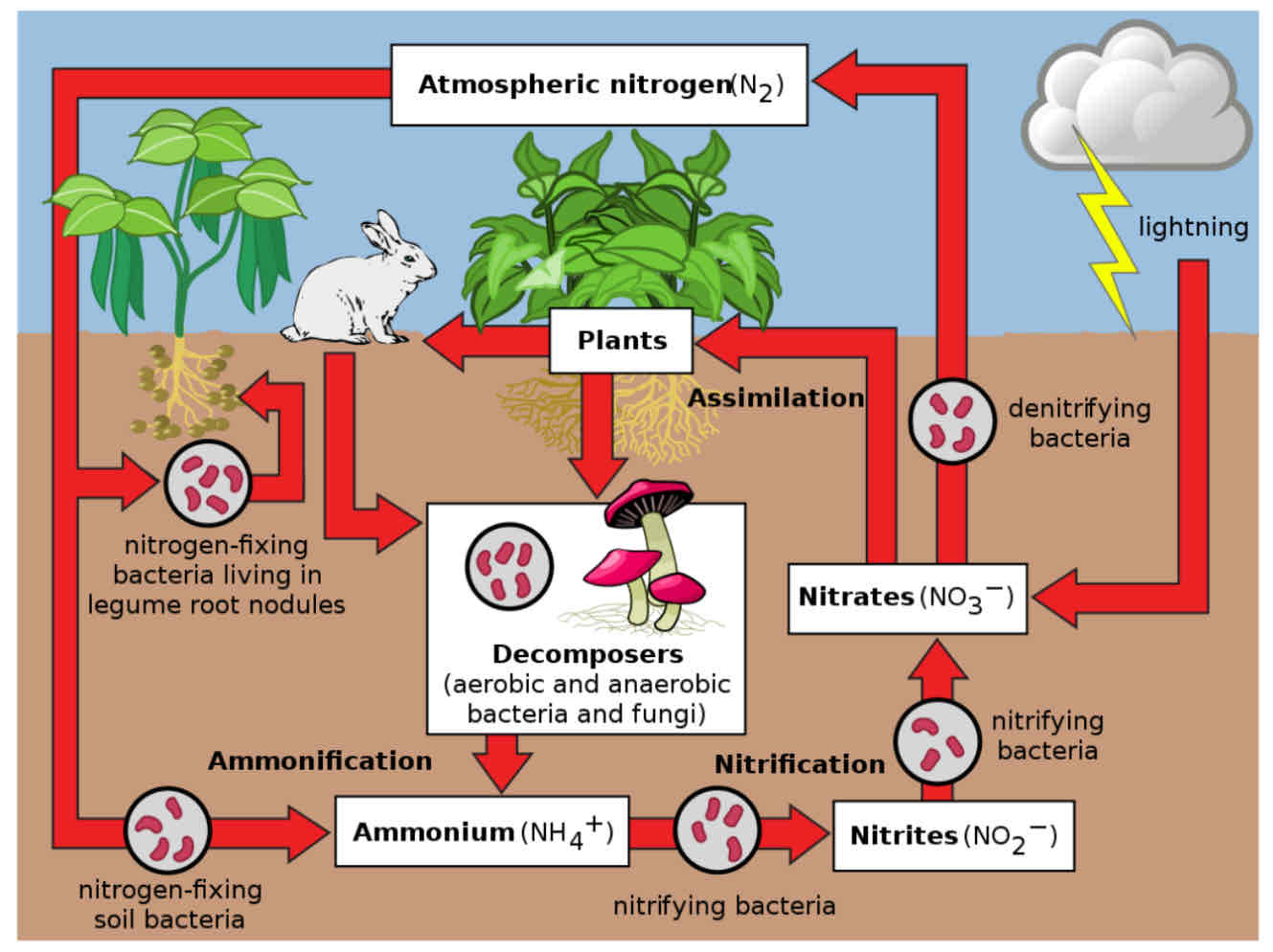 <p><span>main storages: air, plants, animals, soil</span></p><p><span>transfers: absorption, consumption, decomposition</span></p><p><span>transformations: nitrogen fixation, denitrification, ammonification, nitrification, assimilation</span></p>