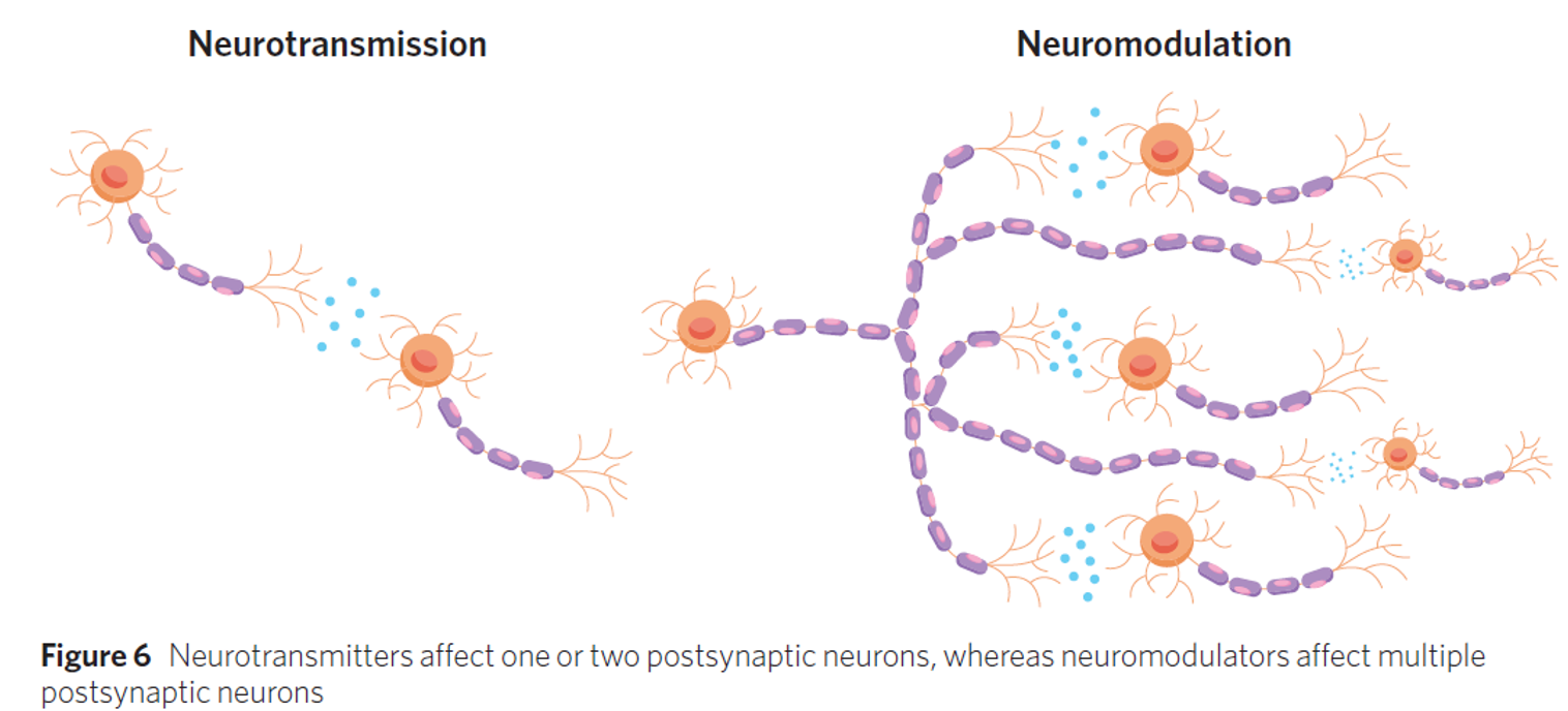 <p><span>neurochemical released into the synaptic gap that bind to receptor sites of a complimentary molecular shape.</span></p><p><span>change the responsiveness of the receptor sites of a particular neurotransmitter, enhancing the excitatory or inhibitory effects of neurotransmitters. change the neurotransmitter release pattern of the presynaptic neuron. In doing this, they regulate (control or maintain the rate or speed) the signal transmission between neurons.</span></p><p><span><span>Tend to be released in a slower, diffuse manner, meaning that targeted brain regions consisting of neural tissue can be affected by their chemical broadcast signals. have a very wide range of action and are longer lasting than neurotransmitters.</span></span></p><p><span><span>can alter both the cellular and synaptic properties of multiple neurons so that neurotransmission between them is altered. This mean change in number of receptor sites or release of neurotransmitters (cellular properties), and strengthening of a neural pathway (Long term potentiation – synaptic properties).</span></span></p><p><span><span>Examples are dopamine and serotonin.</span></span></p><p><span>Description: Chemicals released by neurons to alter the effectiveness of neural transmission.</span></p><p><span>Role: To alter the neural transmission of neurons by controlling the synthesis and release of neurotransmitters.</span></p><p><span>Site of release: Outside the synapse into the neural tissue in the brain regions.</span></p><p><span>Target: Groups of neurons.</span></p><p><span>Speed of action: Moderately slow and last for longer periods.</span></p>