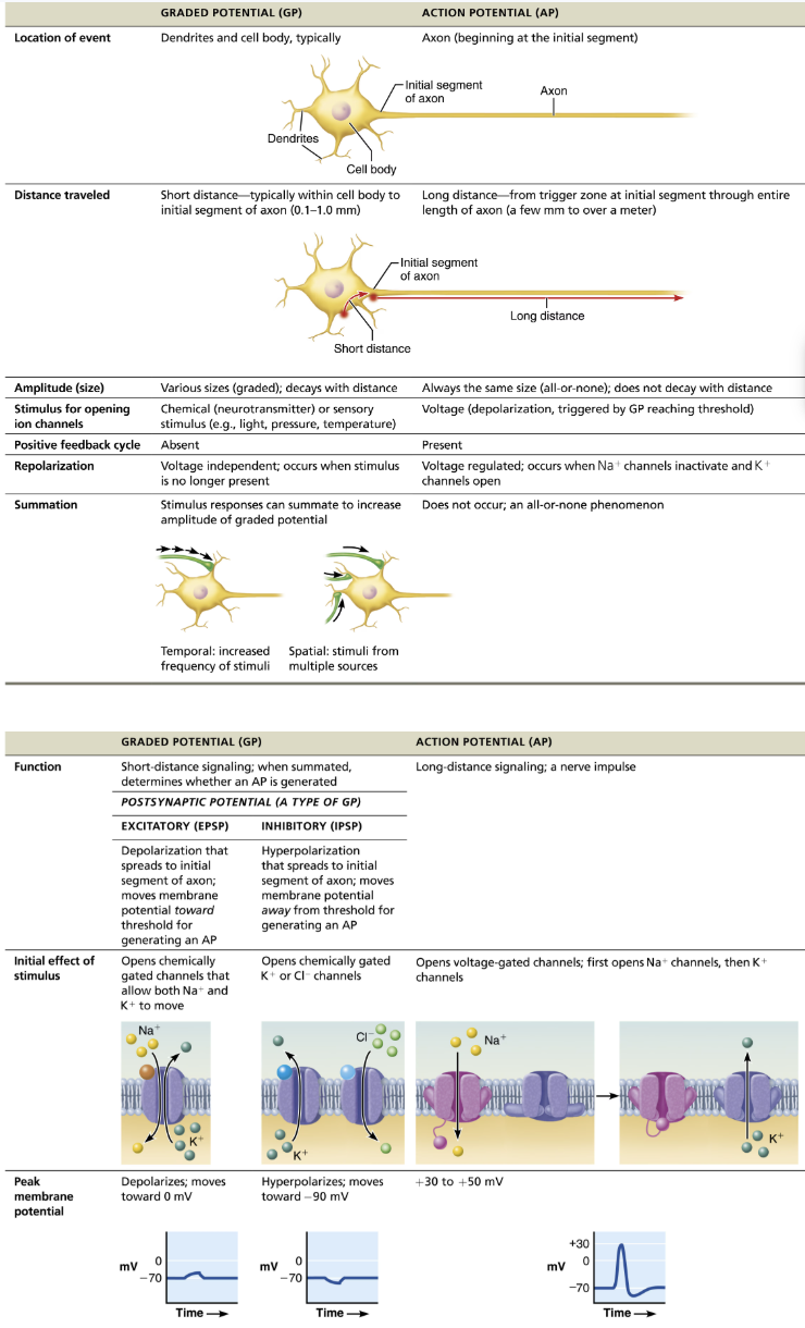 <p>SIMILAR </p><ul><li><p>Brief reversal of membrane potential with a change in voltage of ~100mV</p></li><li><p>In neurons, also referred to as nerve impulses</p></li><li><p>Involves opening of specific voltage-gated channels </p></li></ul><p>DIFFERENCE</p><ul><li><p><span style="color: red"><strong>Action potentials do not decay over distance as graded potentials do </strong></span></p><ul><li><p>Principle way neurons send signals - means of long distance neural communication </p></li></ul></li></ul><p></p>