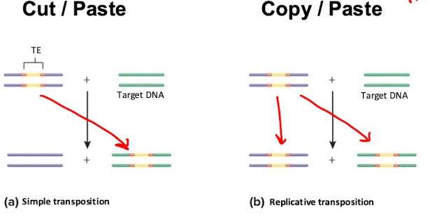 <p>Simple: Cut and paste TE into target DNA</p><p>Replicative: Copy and paste Te into both target DNA and new cell</p>