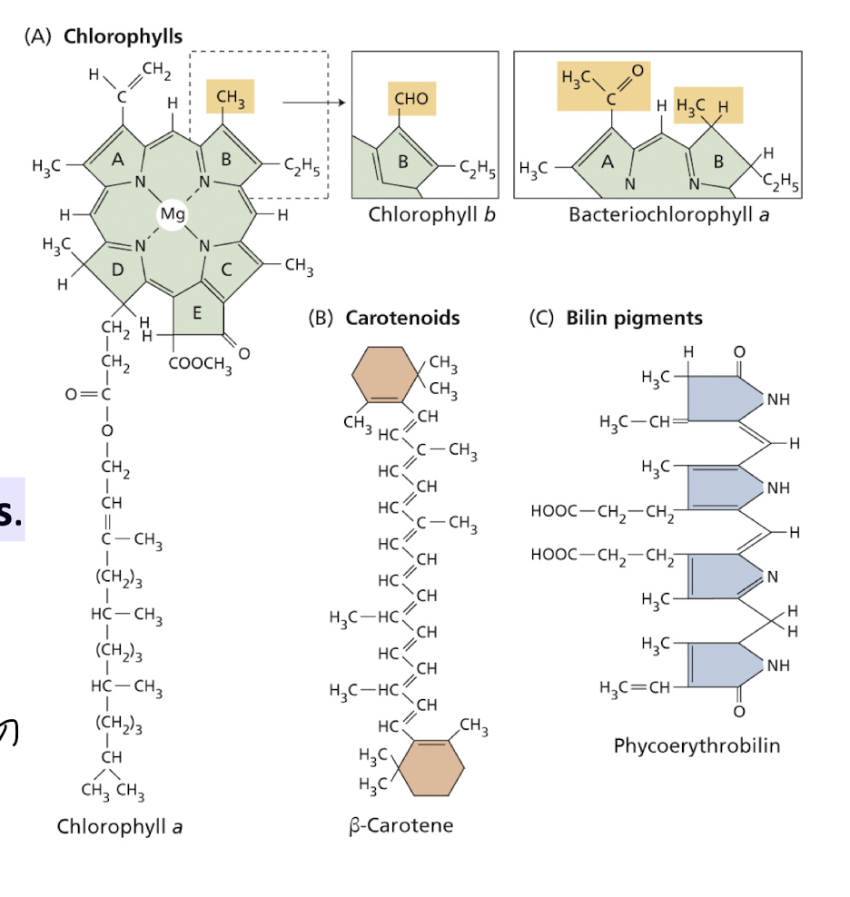 <ul><li><p>Complex ring structure</p></li><li><p>Chemically related to heme groups found in haemoglobin</p></li><li><p>The ring structure <strong>contains some loosely bound electrons </strong>that are involved in the electronic transitions and redox reactions.</p></li><li><p><strong>The complex ring structure is connected to a hydrocarbon tail:</strong></p></li><li><p>Hydrocarbon tail <strong>anchors the chlorophyll to the thylakoid membrane</strong></p></li></ul><p></p>