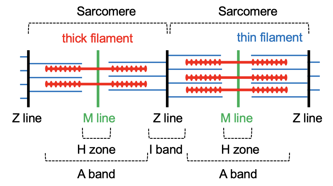 <ul><li><p>Repeating functional unit within the myofibril of skeletal muscle cells</p></li><li><p>Divided into the I band (2 halves), A band, H-zone, M line (located in the middle of the sarcomere where it bisects the A band and H zone) and Z line (bisects the I band and is the structure between adjacent sarcomeres)</p></li><li><p>Made from two fibres: thin and thick which are called actin and myosin</p></li></ul><p></p>