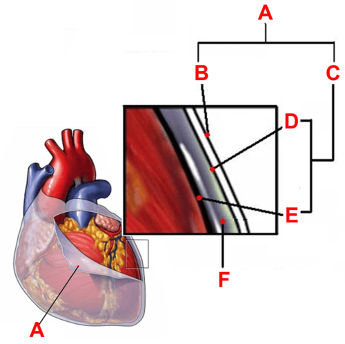 <p>Covering; on outside of big heart A</p><p>H4</p>