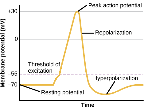 <p><strong>+30 mV </strong>(neural impulse; brief electrical charge that travels down the axon)</p>