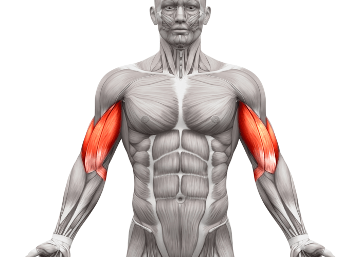 <ul><li><p>origin: scapula </p></li><li><p>action: flexes forearm at elbow</p></li></ul><p></p>