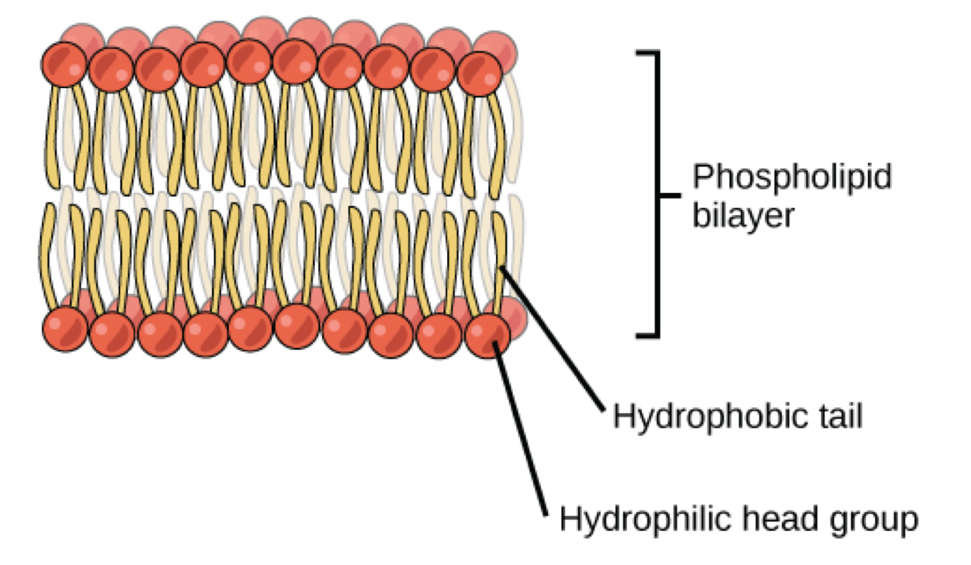 <p>Hydrophilic heads face aqueous solution(out)</p><p>Hydrophobic tails face in(middle of bilayer)</p>