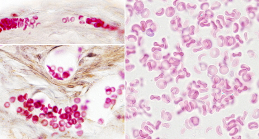 <p>Que tipo de celula es?</p>