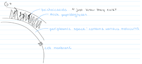 <p><strong>Gram-positive</strong> = thick cell wall, multiple layers of peptidoglycan, teichoic acids</p><ul><li><p>Some cells have a periplasmic space between the cell membrane and the cell wall</p></li></ul>