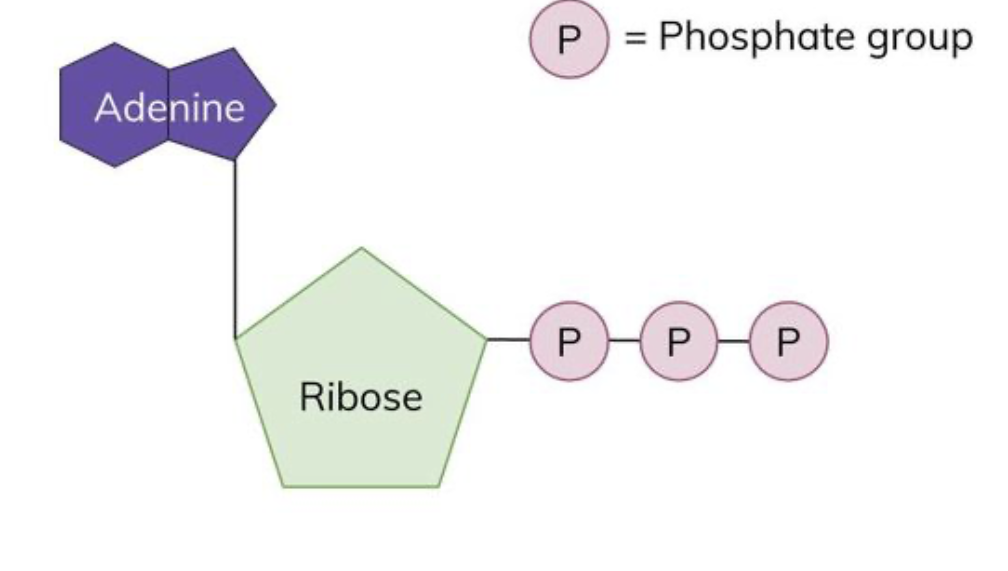 <ul><li><p>ATP is the energy-carrying molecule in all living cells</p></li><li><p>once made, ATP leaves the mitochondrion and can spread rapidly to all parts of the cell where energy is needed</p></li><li><p>its energy is released by its breakdown into ADP(adenosine diphosphate) in a hydrolysis reaction</p></li></ul><p></p>