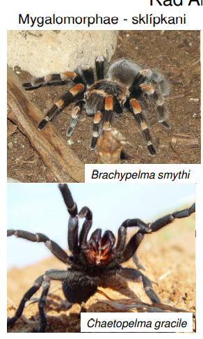 <p>Brachypelma smythi</p><p>Chaetopelma gracile</p>