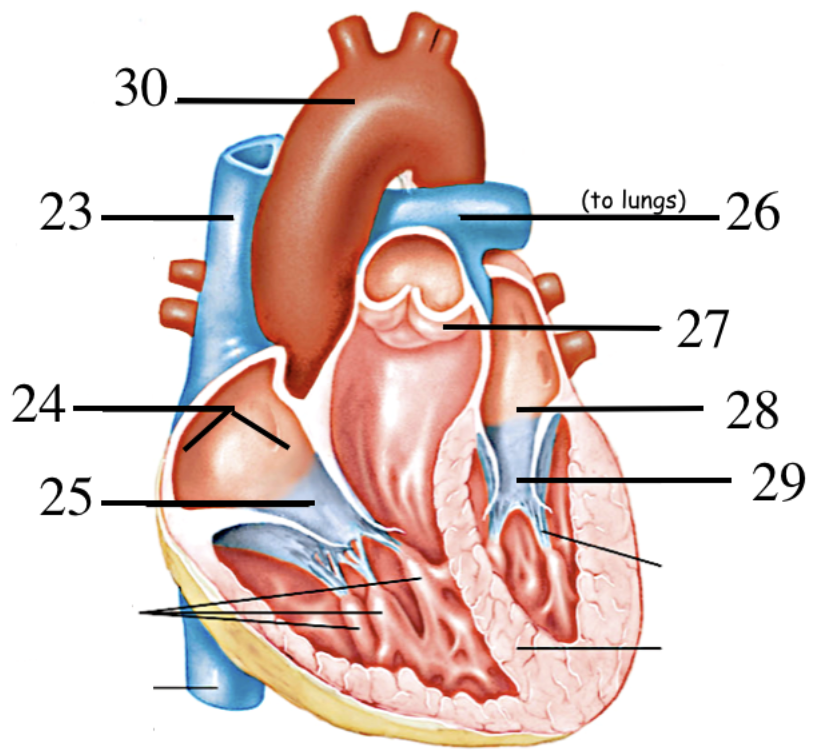 <p>Label the parts of the heart</p>