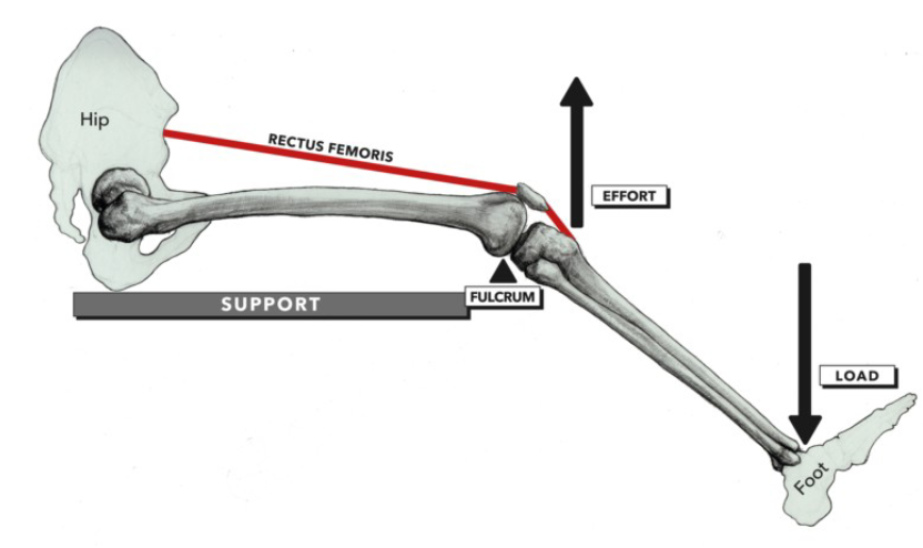 <p>We should follow the <strong>joints </strong>and see where muscles <strong>attach</strong></p>