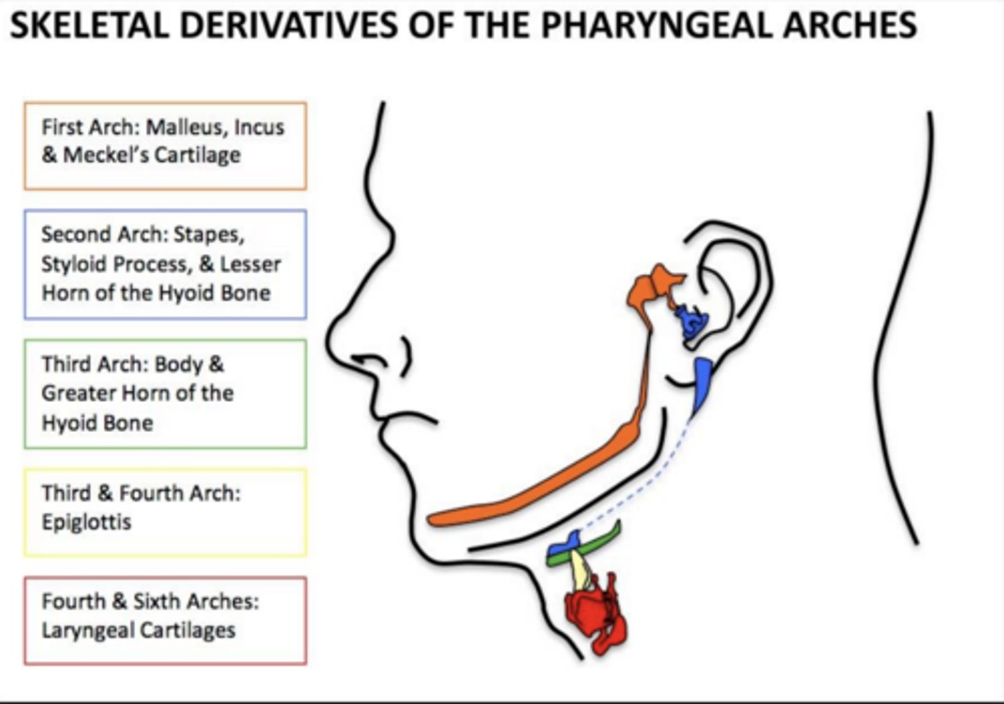 <p>3rd and 4th arches.</p>
