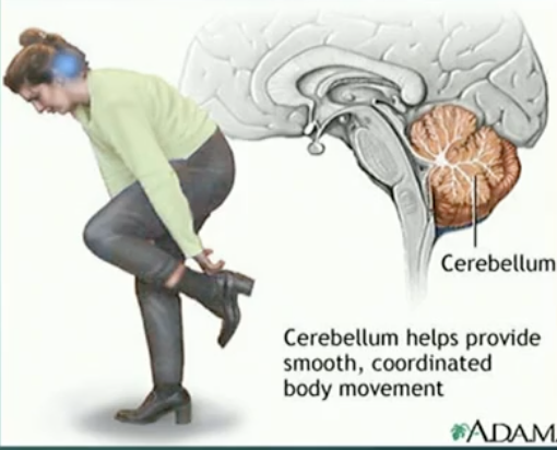 <p>Cerebellum</p><ul><li><p>where is it located</p></li><li><p>What is the latin translation</p></li><li><p>What is its main role</p></li><li><p>What affects this part of the brain</p></li></ul><p></p>