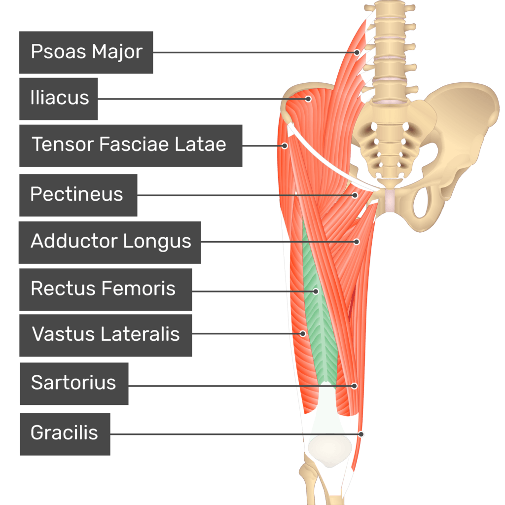 <p>Vastus lateralis</p>