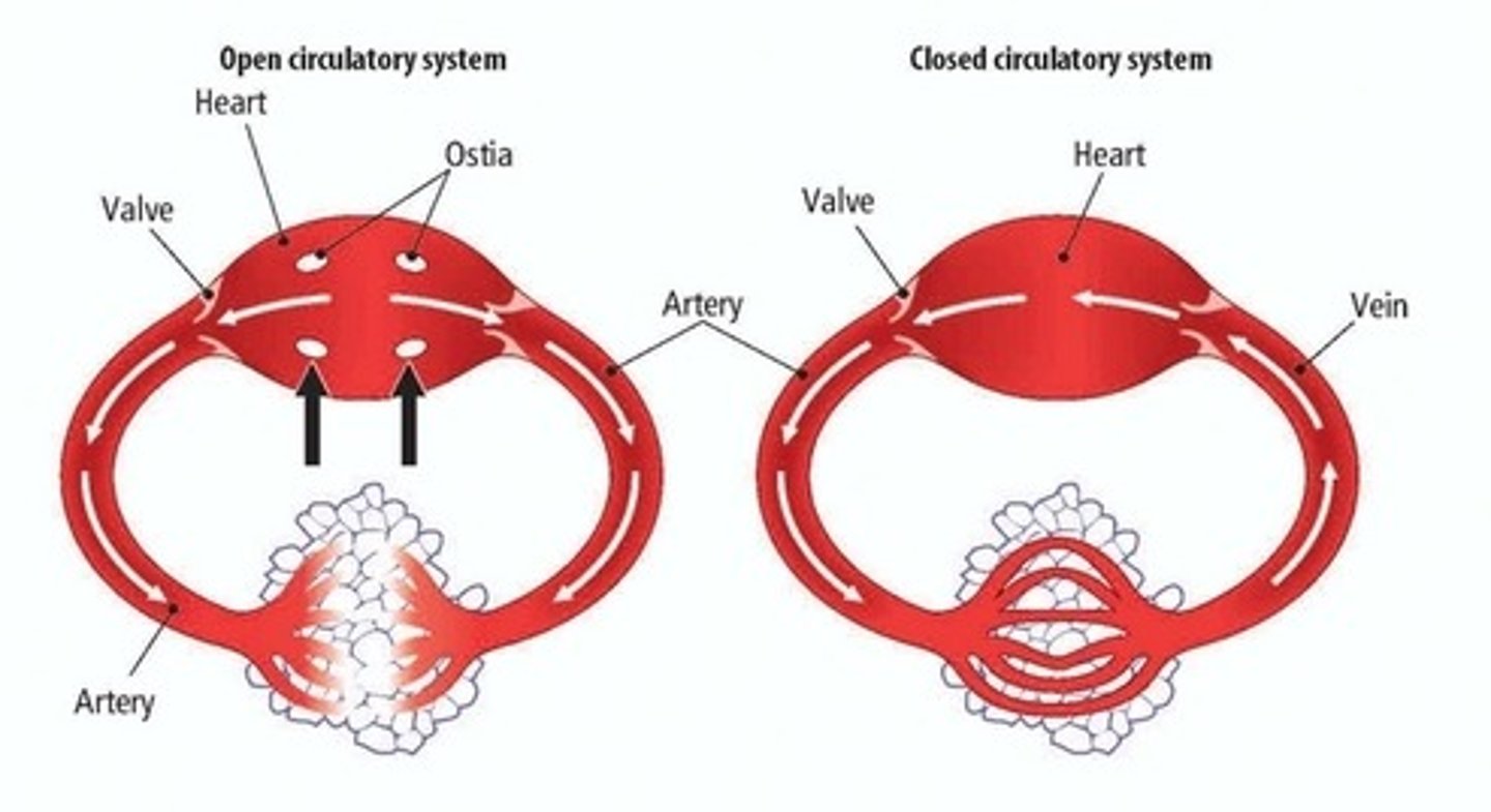 <p>a system in which blood is pumped through vessels into various chambers or body cavities where it comes in direct contact with cells, tissues, and organs</p>