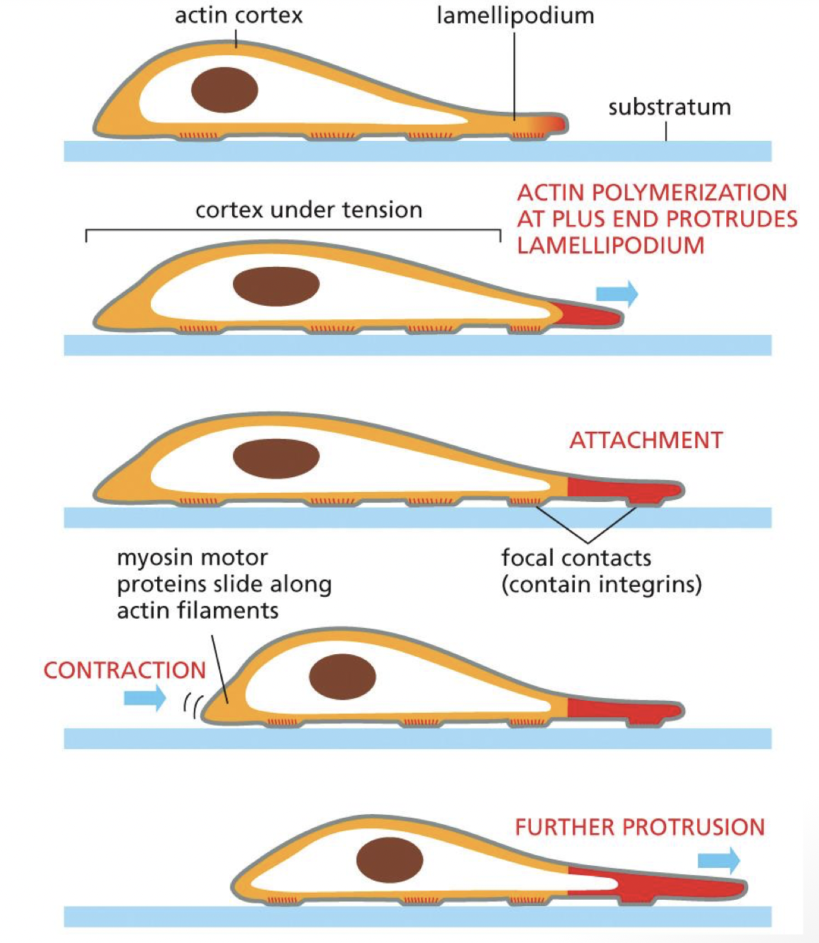 <p>actin polymerization at plus end protrudes lamellipdium </p><p>integrin help attach to substratum/ECM</p><p>stress fibers in back allow for actin myosin contraction </p>