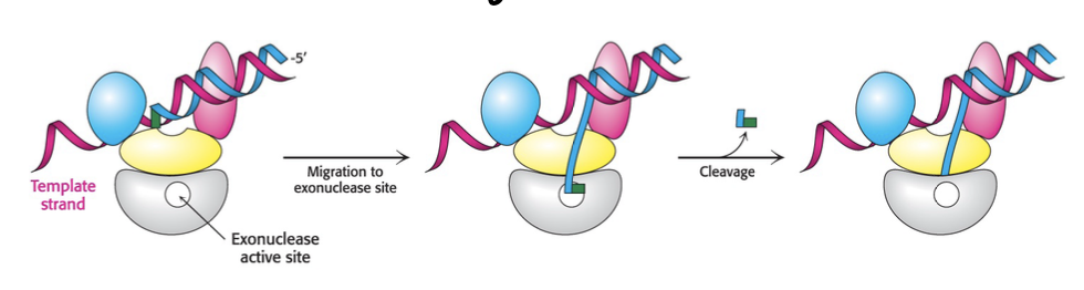 <p>double check what base was just added, was it the correct</p><p>if not - can cut of by 3’ to 5’ (opposite) exonuclease</p>