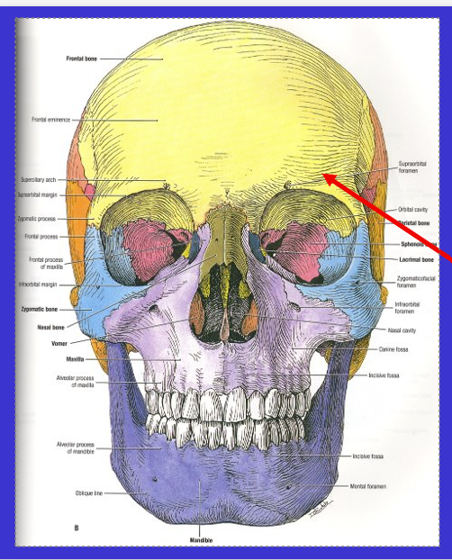 <p>What is the yellow bone/arrow?</p>