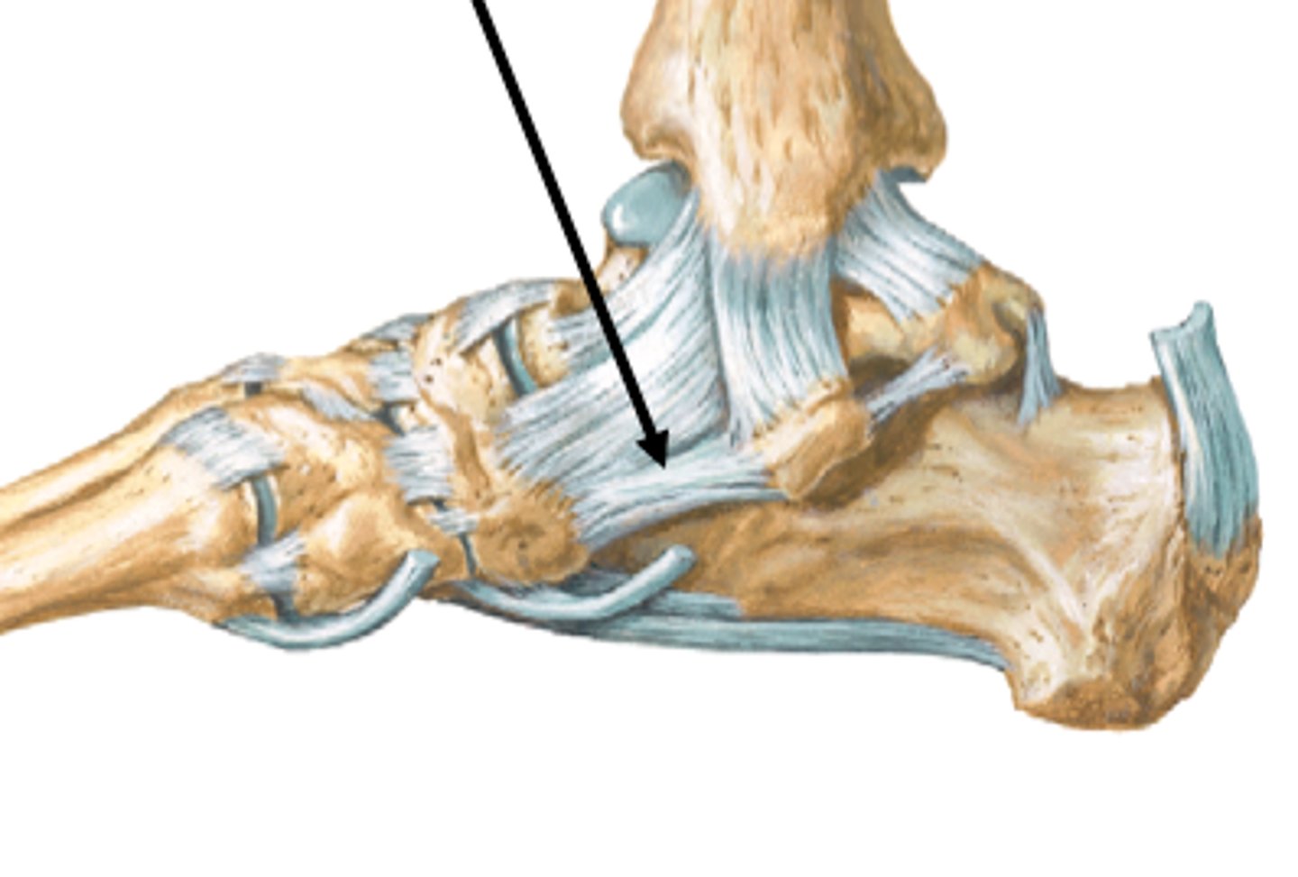 <p>Ligament of the foot spanning the distance between the calcaneus and the navicular</p>