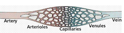 <p>↓ Area</p><p>↑ Velocity</p><p>↓ BP</p>