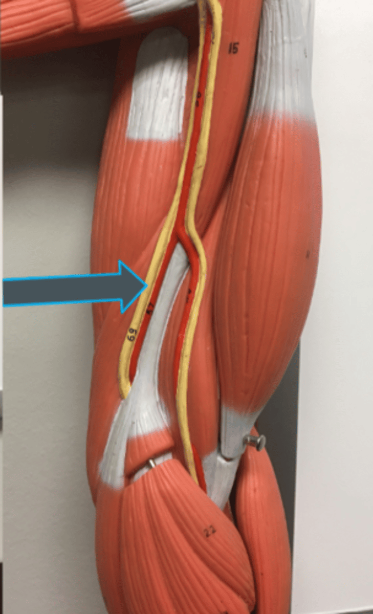 <p>innervates:<br>- flexor carpi ulnaris</p>