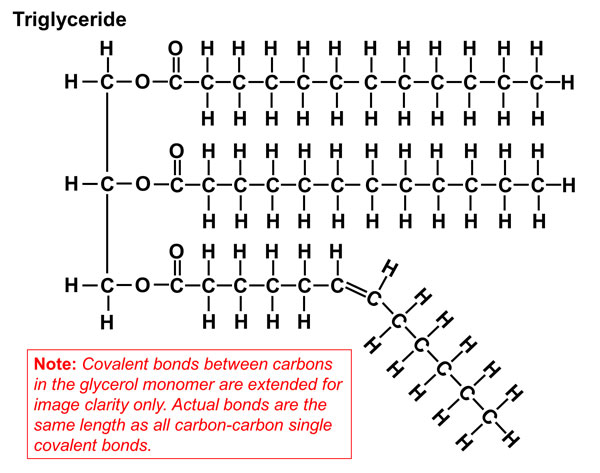 <p>Triglycerides that have two or more carbon double bonds (C=C)</p>