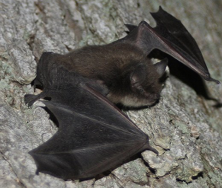 <p>little brown bat</p>
