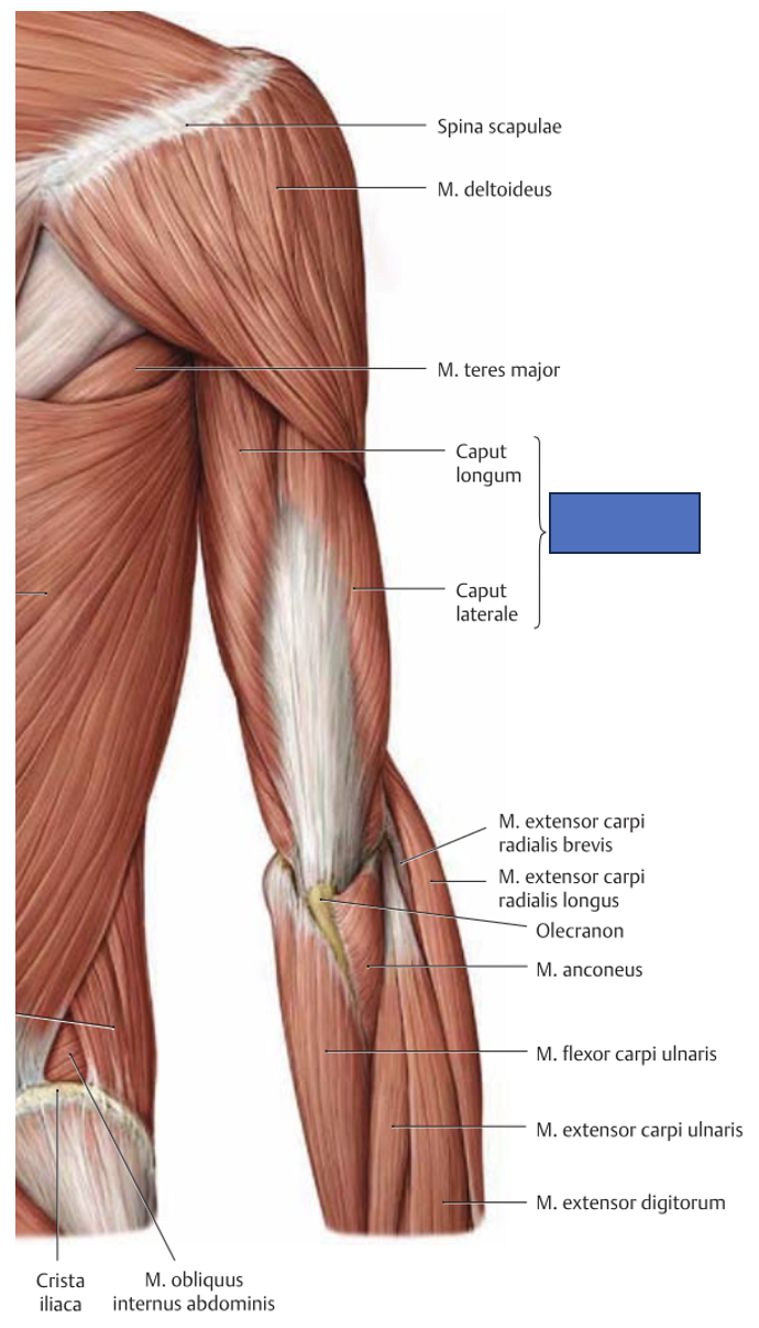 <p>m. triceps brachii → küünarliigeses küünarvarre ekstensioon (ainus!), õla vähene retrofleksioon</p>