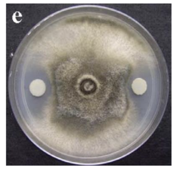 <ul><li><p>Microbial interaction where<strong> microorganisms adversely affect each other in growth environment</strong></p></li><li><p>One may kill the other</p></li><li><p>Production of <u>antimicrobial components</u></p></li><li><p>e.g., <strong>Nicin</strong> of <em>L. lactis </em>killing other Gram (+) and inhibiting other Gram (-)</p></li></ul><p></p>