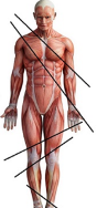 <p>cuts made diagonally between the horizontal &amp; vertical planes.</p>