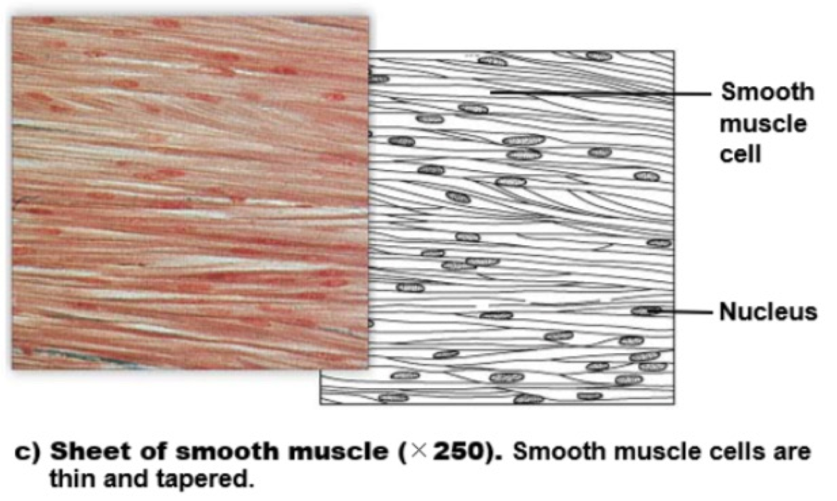 <p><span style="color: #83cd47"><strong>smooth muscle </strong></span></p>