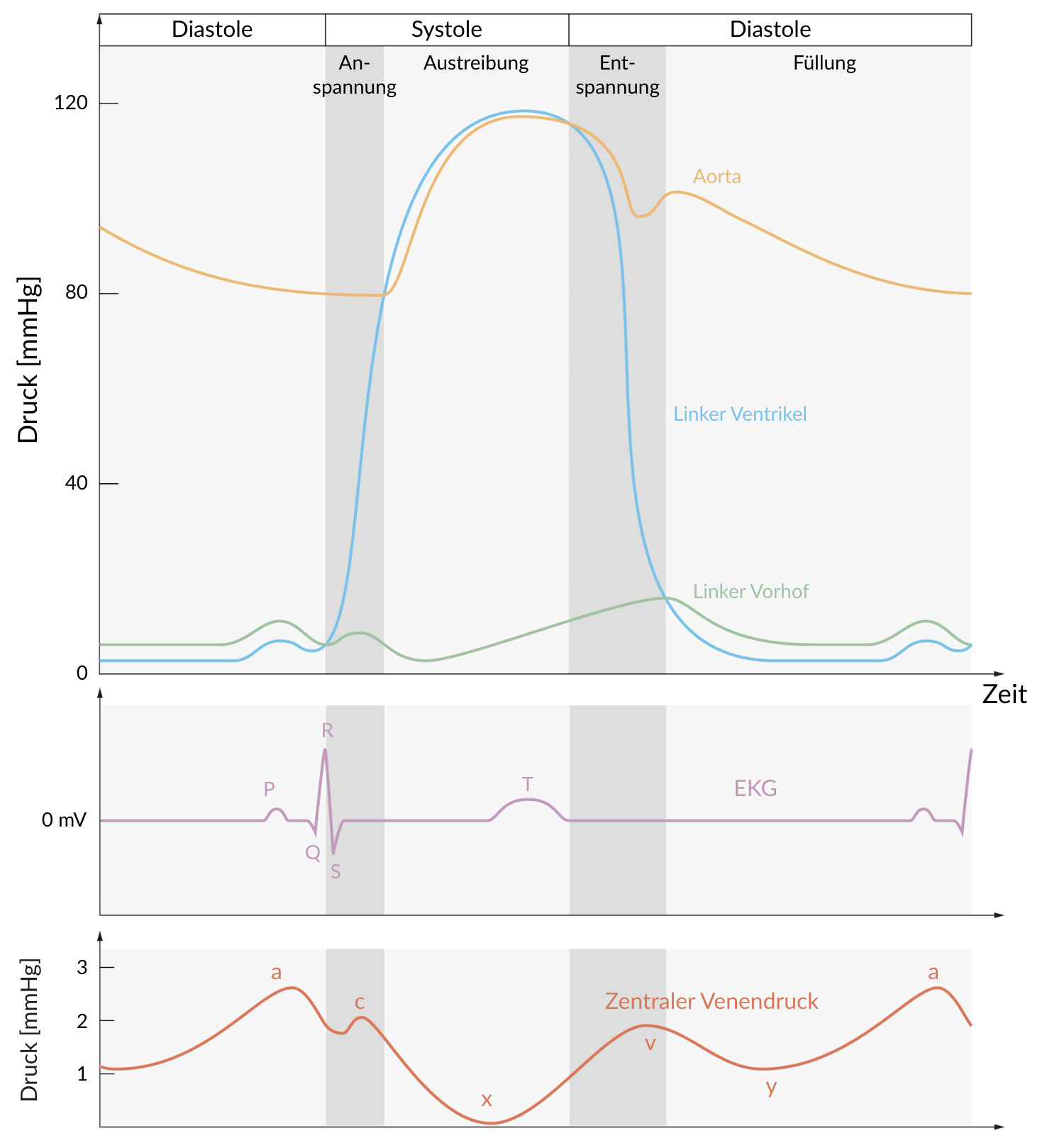 <p>A. The course from c to x</p>