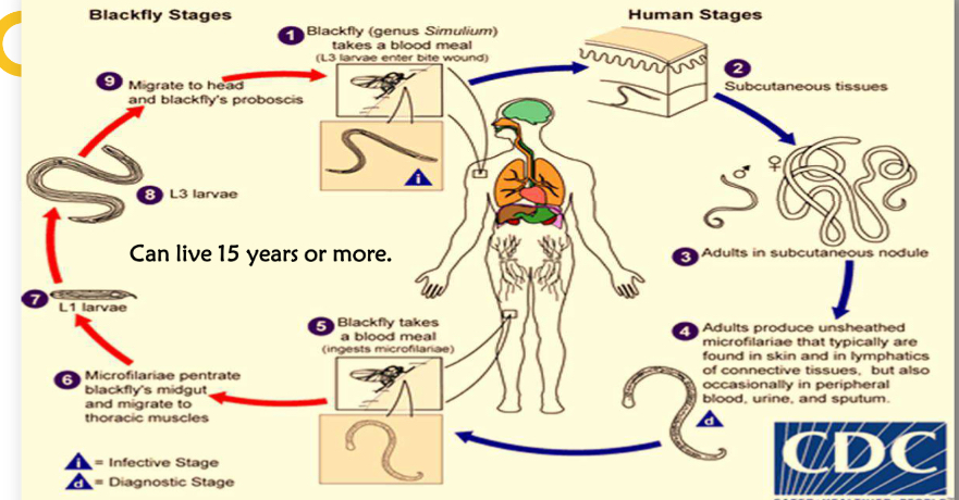 <p>Life cycle</p>