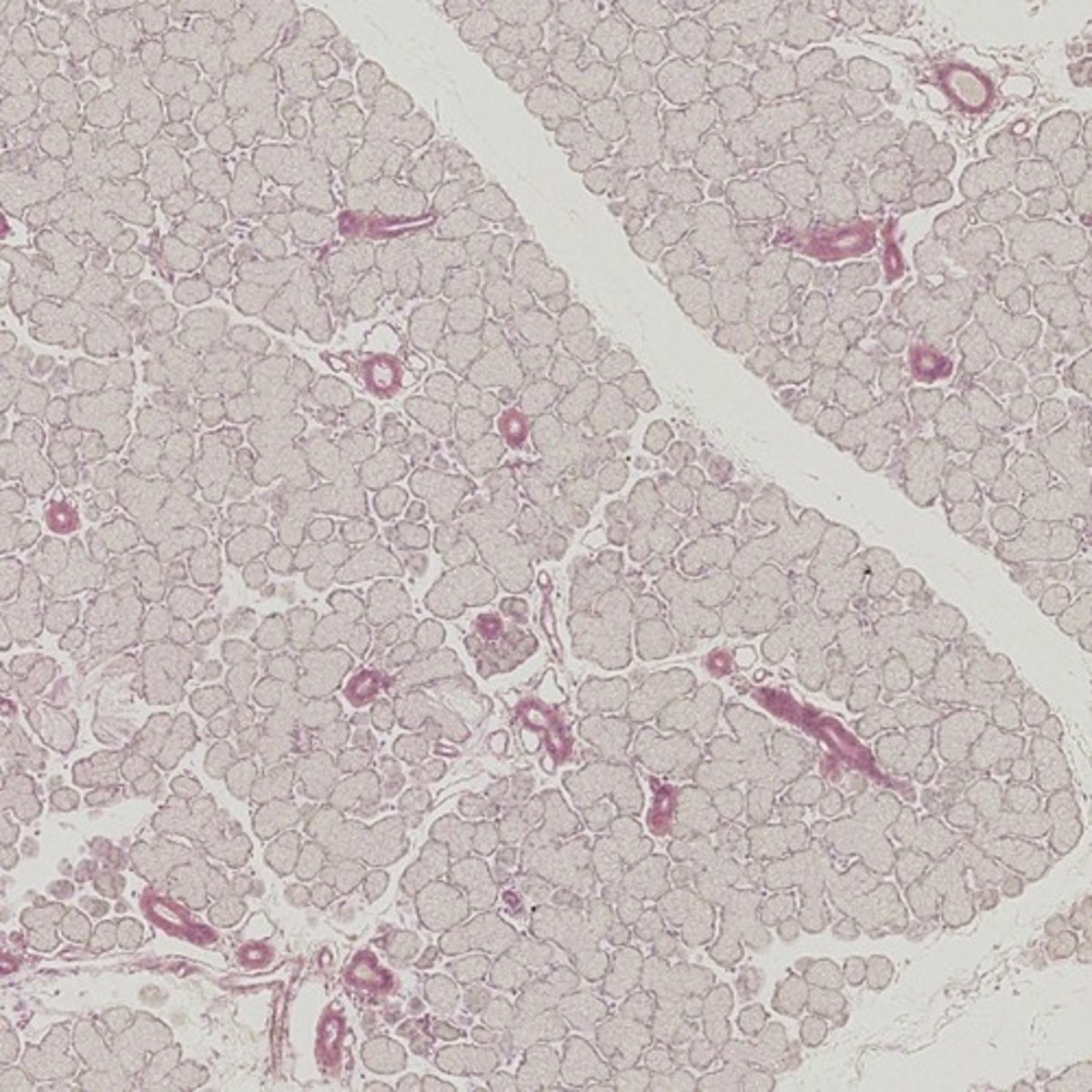 <p>Name the organ</p>